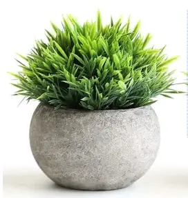 Plant for Office Decor